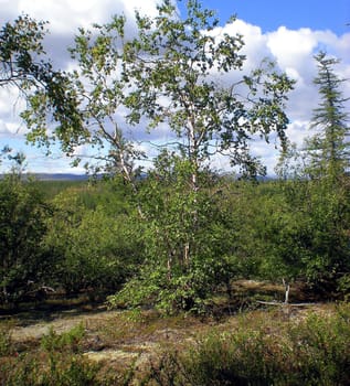 A birch tree on a hillside in the taiga.