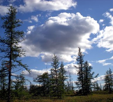 Blue sky with clouds over the taiga. The nature of the Russian north.