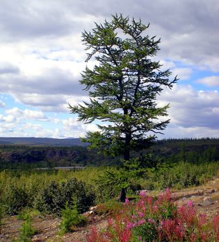 Blue sky with clouds over the taiga. The nature of the Russian north.