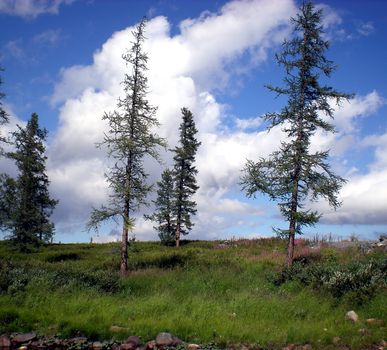 Blue sky with clouds over the taiga. The nature of the Russian north.