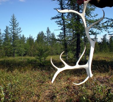 Dropped deer antlers. The reindeer's antlers in the tundra.