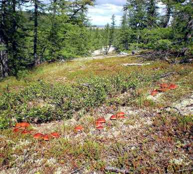 Large mushrooms in the grass in the taiga forest.