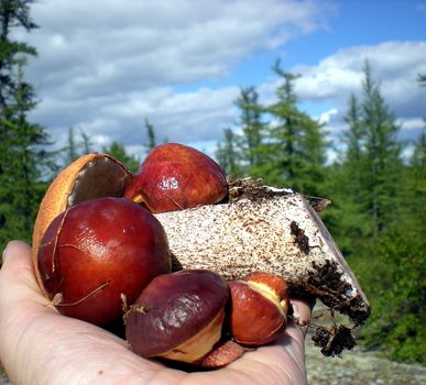 Large mushrooms in the grass in the taiga forest.