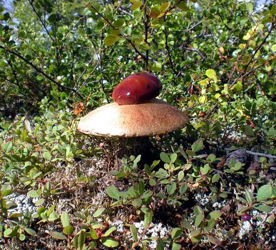 Large mushrooms in the grass in the taiga forest.