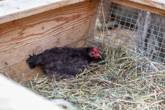 A black hen with a red crest sits on the hay and hatches eggs in a wooden pen. Breeding chickens. Homemaking. 