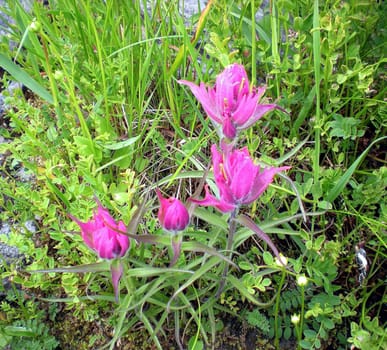 Pink flowers in the taiga on the lawn.