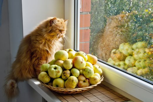 Red cat sitting on windowsill near apples and looking out the window at the autumn landscape. Big red Persian cat.