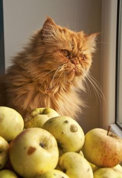 Red cat sitting on windowsill near apples and looking out the window at the autumn landscape. Big red Persian cat.