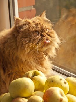 Red cat sitting on windowsill near apples and looking out the window at the autumn landscape. Big red Persian cat.