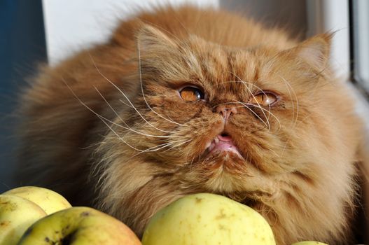 Red cat sitting on windowsill near apples and looking out the window at the autumn landscape. Big red Persian cat.