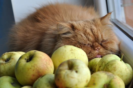 Red cat sitting on windowsill near apples and looking out the window at the autumn landscape. Big red Persian cat.