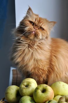 Red cat sitting on windowsill near apples and looking out the window at the autumn landscape. Big red Persian cat.