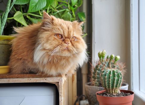 Red cat sitting on windowsill near cactus and looking out the window at the autumn landscape. Big red Persian cat.