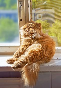 Red cat sits on the windowsill in a funny pose and sunbathes. Big red Persian cat.