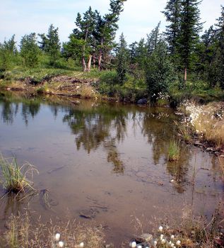 River in the taiga in northern Russia. The nature of the taiga in a mountainous area.