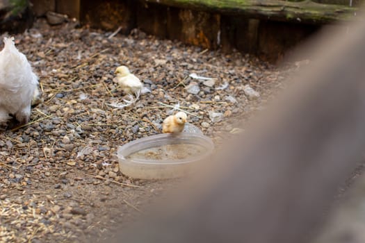 Small chickens and a chicken in a wooden pen. Breeding chickens. Homemaking. 