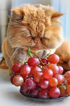 Red funny persian Cat sitting on windowsill and eating red grapes