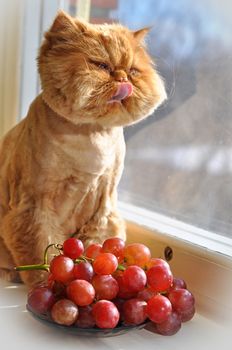 Red funny persian Cat sitting on windowsill and eating red grapes