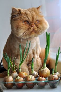 Grooming funny red persian cat is sitting on a windowsill with green onions and looking out the window