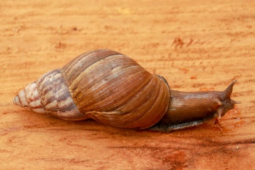 Top view of Snail Achatina fulica, African giant snail, Archachatina marginata with natural background. The Snail is on the wood.Beautiful patterned brown snail crawl on the wood surface. African snail shrugs.