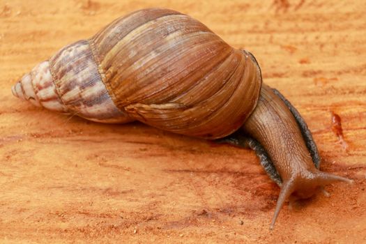 Top view of Snail Achatina fulica, African giant snail, Archachatina marginata with natural background. The Snail is on the wood.Beautiful patterned brown snail crawl on the wood surface. African snail shrugs.