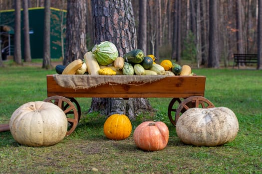 Autumn ripe harvest of pumpkins, squash, zucchini on a wooden cart. Large pumpkins. Decorative ornament.