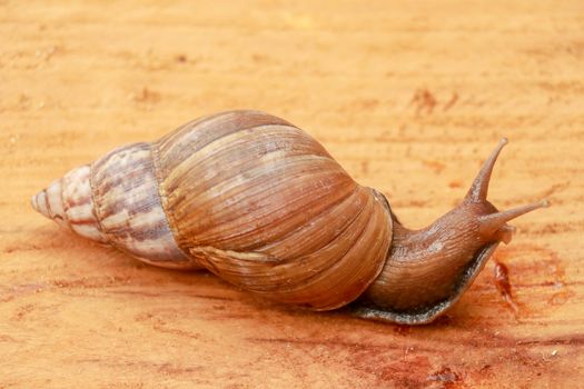 Top view of Snail Achatina fulica, African giant snail, Archachatina marginata with natural background. The Snail is on the wood.Beautiful patterned brown snail crawl on the wood surface. African snail shrugs.