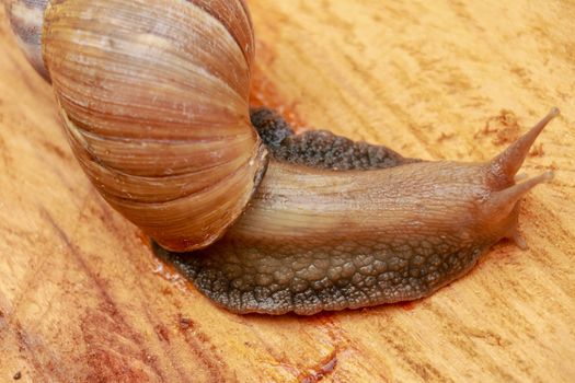 Top view of Snail Achatina fulica, African giant snail, Archachatina marginata with natural background. The Snail is on the wood.Beautiful patterned brown snail crawl on the wood surface. African snail shrugs.