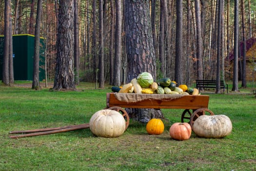 Autumn ripe harvest of pumpkins, squash, zucchini on a wooden cart. Large pumpkins. Decorative ornament.