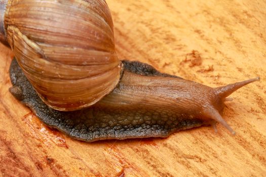 Top view of Snail Achatina fulica, African giant snail, Archachatina marginata with natural background. The Snail is on the wood.Beautiful patterned brown snail crawl on the wood surface. African snail shrugs.