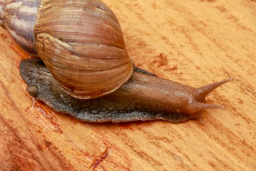 Top view of Snail Achatina fulica, African giant snail, Archachatina marginata with natural background. The Snail is on the wood.Beautiful patterned brown snail crawl on the wood surface. African snail shrugs.