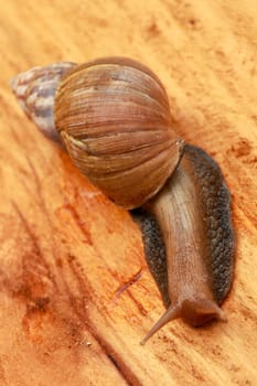 Top view of Snail Achatina fulica, African giant snail, Archachatina marginata with natural background. The Snail is on the wood.Beautiful patterned brown snail crawl on the wood surface. African snail shrugs.