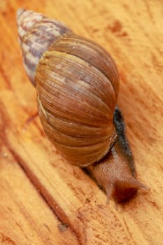 Top view of Snail Achatina fulica, African giant snail, Archachatina marginata with natural background. The Snail is on the wood.Beautiful patterned brown snail crawl on the wood surface. African snail shrugs.