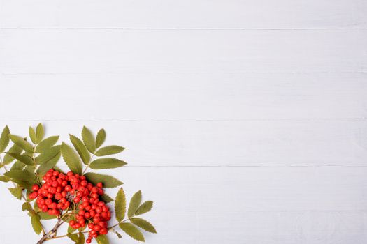 white wooden background with rowan