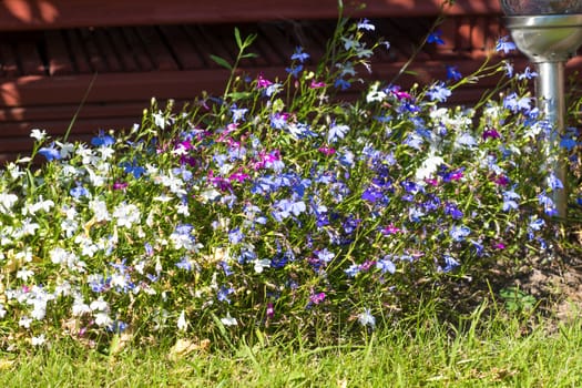 spring purple and blue flowers in the garden