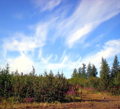 Taiga in the Russian north. Coniferous forest in early September in the north.