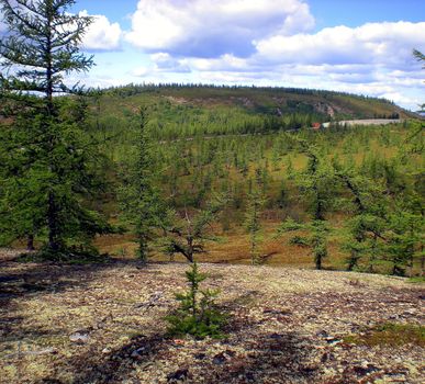 Taiga in the Russian north. Coniferous forest in early September in the north.