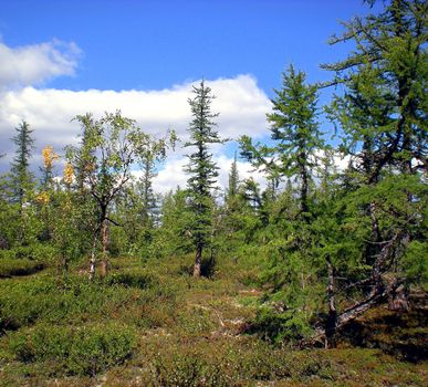 Taiga in the Russian north. Coniferous forest in early September in the north.