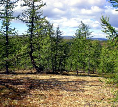 Taiga in the Russian north. Coniferous forest in early September in the north.