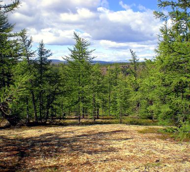 Taiga in the Russian north. Coniferous forest in early September in the north.
