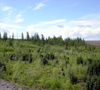 Taiga in the Russian north. Coniferous forest in early September in the north.