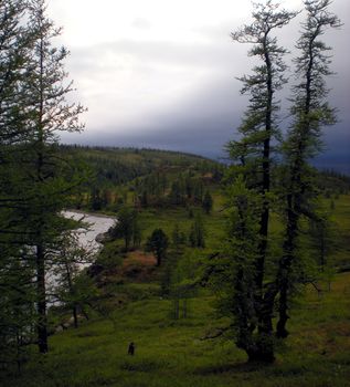 Taiga in the Russian north. Coniferous forest in early September in the north.