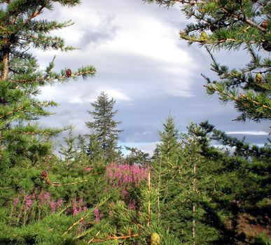 Taiga in the Russian north. Coniferous forest in early September in the north.