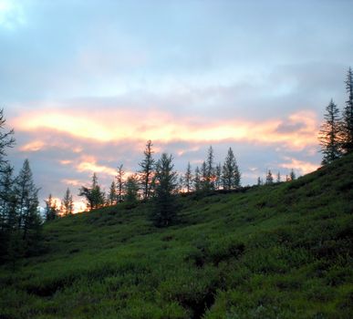Taiga in the Russian north. Coniferous forest in early September in the north.
