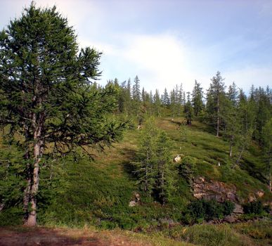 Taiga in the Russian north. Coniferous forest in early September in the north.