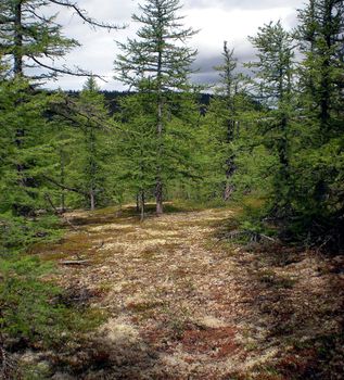 Taiga in the Russian north. Coniferous forest in early September in the north.