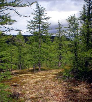 Taiga in the Russian north. Coniferous forest in early September in the north.