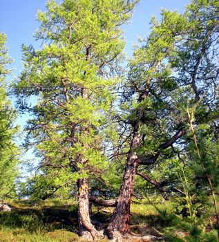 Taiga in the Russian north. Coniferous forest in early September in the north.