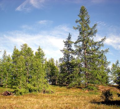 Taiga in the Russian north. Coniferous forest in early September in the north.