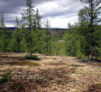 Taiga in the Russian north. Coniferous forest in early September in the north.